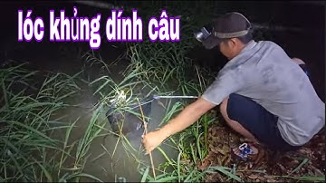Cắm Câu Cá Dính Liền Cần , Có Mấy Con Nhái Mà Thu Phục Cá Lóc Khủng # SĂN BẮT ĐỒNG THÁP #