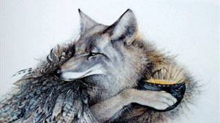 Coyote