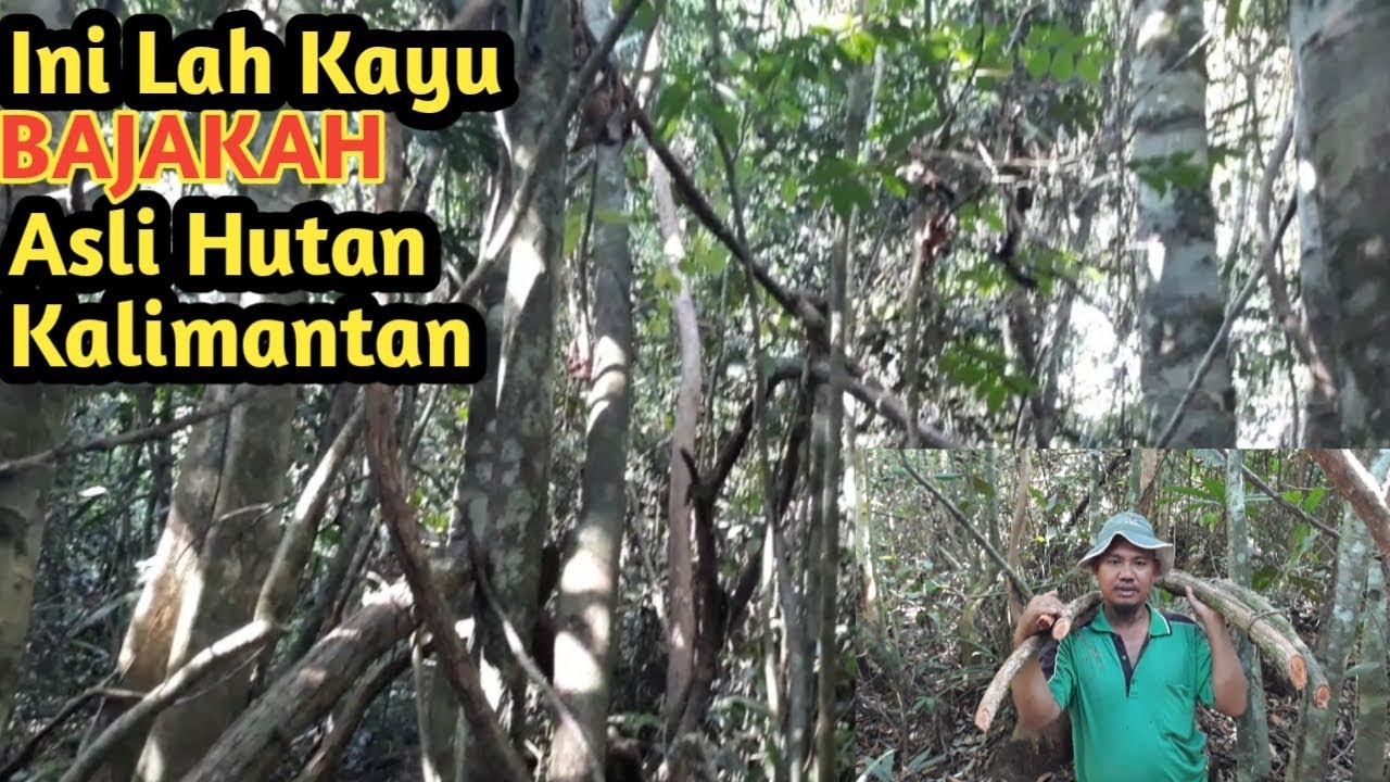 Mencari Kayu Bajakah Asli Hutan Kalimantan YouTube