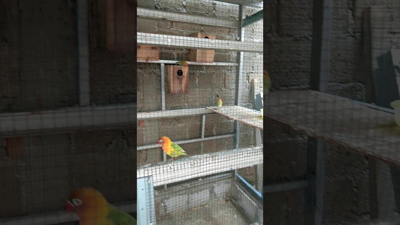 Cara ternak burung lakbet yang baik dan cepat bertelur. 