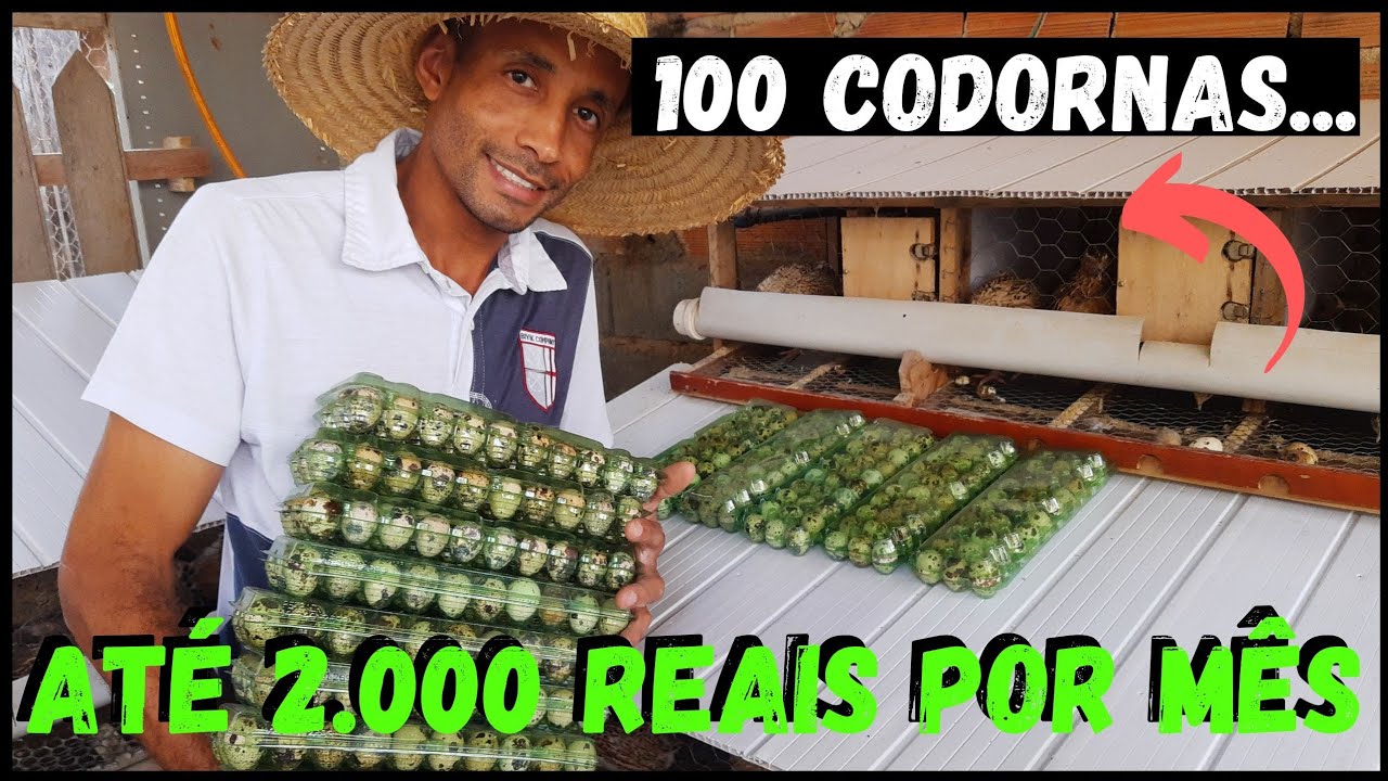 Como Produzir OVOS GALADOS, ovo mais Valioso 💰💵😜 #sustentabilidade @TILAPIAMinhaVida