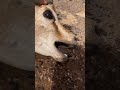 إنقاذ غزال ريم من العطش عبدالله الطيب مواشي حيوانات غزال ريم إنقاذ غزال ريم من العطش عبدالله الطيب مواشي حيوانات غزال ريم