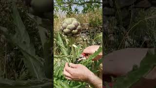 أرضي شوكي Artichoke نفس الاسم بالأجنبي