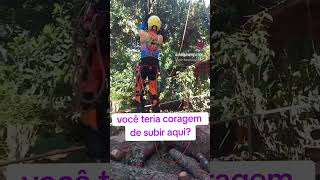 Você teria coragem de subir aqui? #arborist #treeclimber #treework #arborysta #treeservice