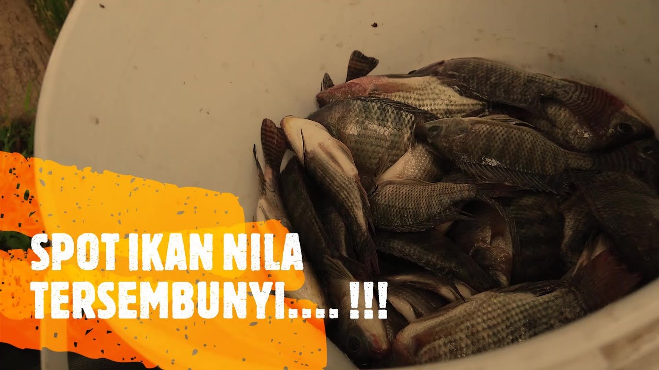 LUAR BIASA,SPOT IKAN NILA BABON MANTAP !!! 