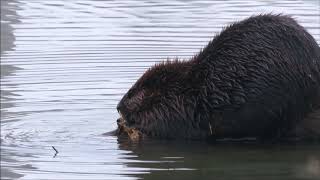 Beavers in Winter
