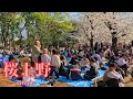 [Ueno Park] Cherry Blossoms and Hanami Festivities - A Spring Walk Through Tokyo's Iconic Park【4K】