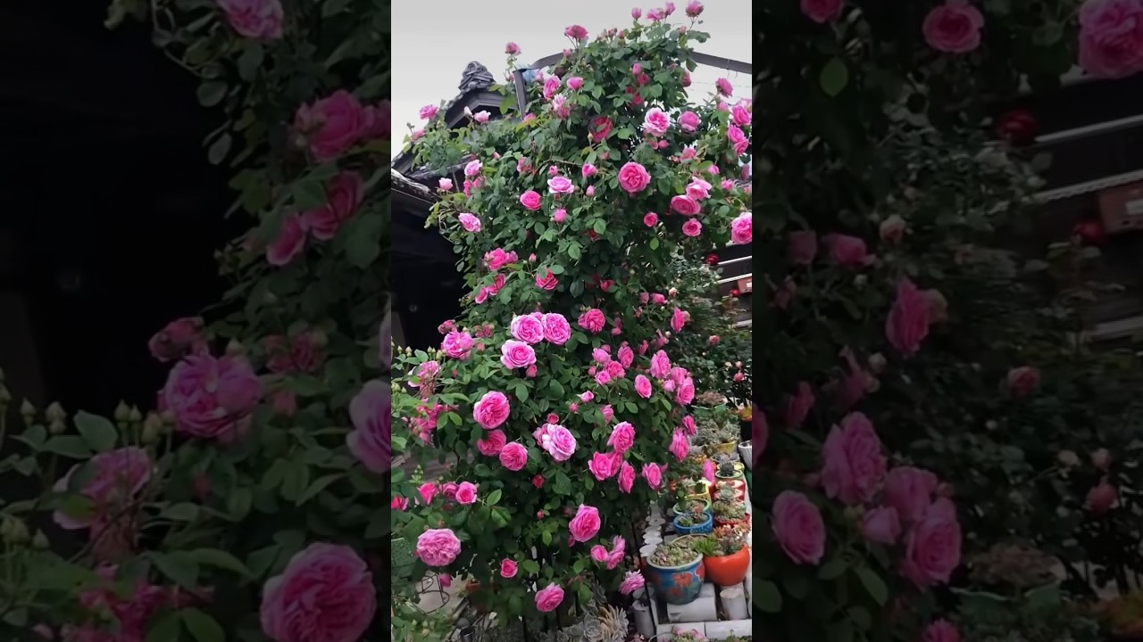 Beautiful pink rose flowers tree (30/3) - YouTube