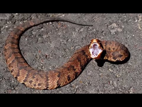 Video: Common cottonmouth: chaw nyob, nab cwj pwm