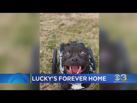 Lucky, dog found abandoned on Philadelphia train tracks, has new home