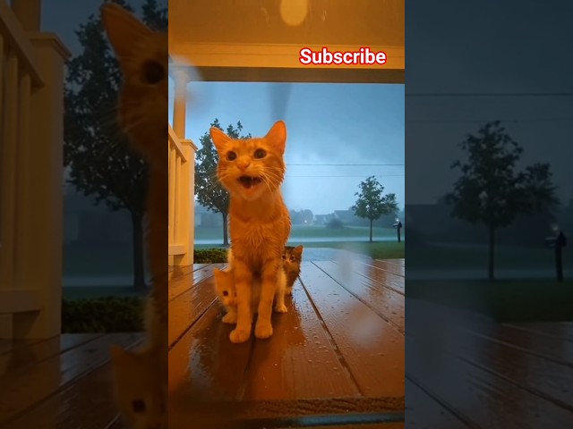 Cat begging help for her poor baby kittens 😭No one open the door👉🏻#trending #shorts #cat #viral