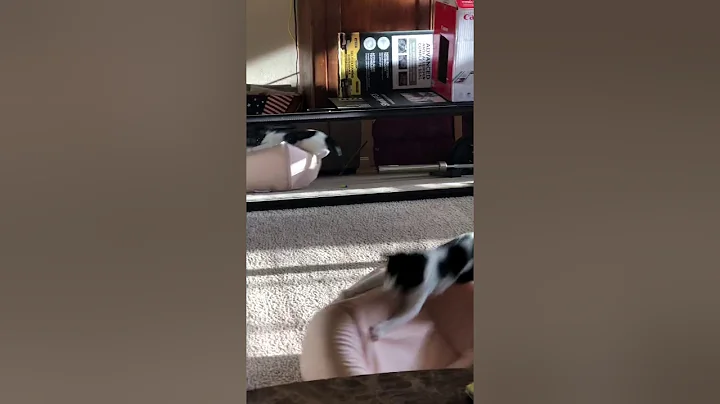 Kitty in the mirror double take