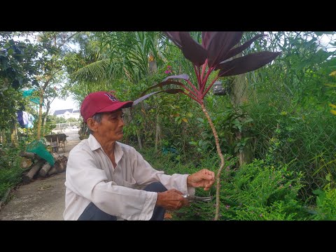 Video: Cây huyết dụ: đầu lá khô. Dracaena marginata - chăm sóc tại nhà