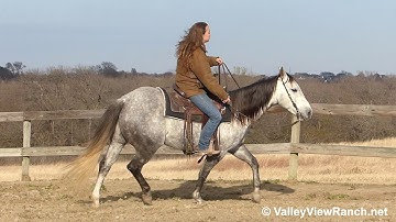 More Cat Less Mouse - jogs, lope-offs, turns, stops! - ValleyViewRanch.net