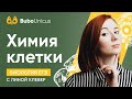 Химия клетки. Часть 1 | БИОЛОГИЯ ЕГЭ | Лина Клевер