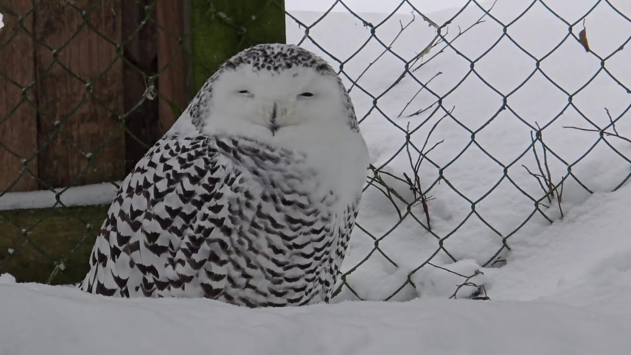 World’s Northernmost Zoo! Ranua Wildlife Park in Snow | Finland | 2025