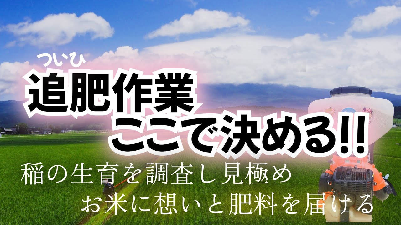 『追肥作業､ここで決める!!』~時期を見極め､情熱を飛ばせ~