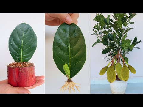 Cách trồng cây mít từ lá cho người mới bắt đầu
