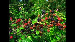 9 Types of Berry Bushes to grow in your Garden