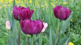 Тюльпаны.  Как правильно обрезать после цветения. Tulips.(, 2016-05-06T23:42:25.000Z)