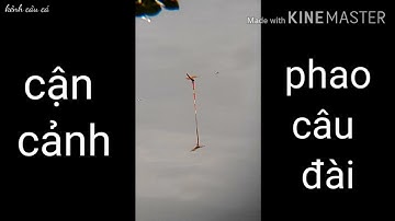 Câu đài tự nhiên.cận cảnh phao câu đài.tín hiệu phao khi cá ăn mồi