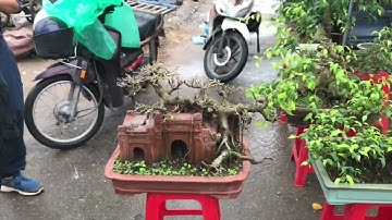 TOÀN BONSAI VIP - ĐEM THỬ MỘT CÂY RA CHỢ XEM CÓ BÁN ĐƯỢC KHÔNG MÀ KHÓ QUÁ CÁC BÁC Ạ