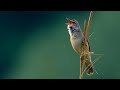 Bird Sounds Great Reed Warbler Acrocephalus Arundinaceus Bird Sounds Great Reed Warbler Acrocephalus Arundinaceus