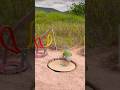 Amazing Unique Parrot Bird Trap #shorts