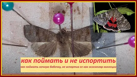 Как поймать ночную бабочку не испортив её как коллекционный экземпляр