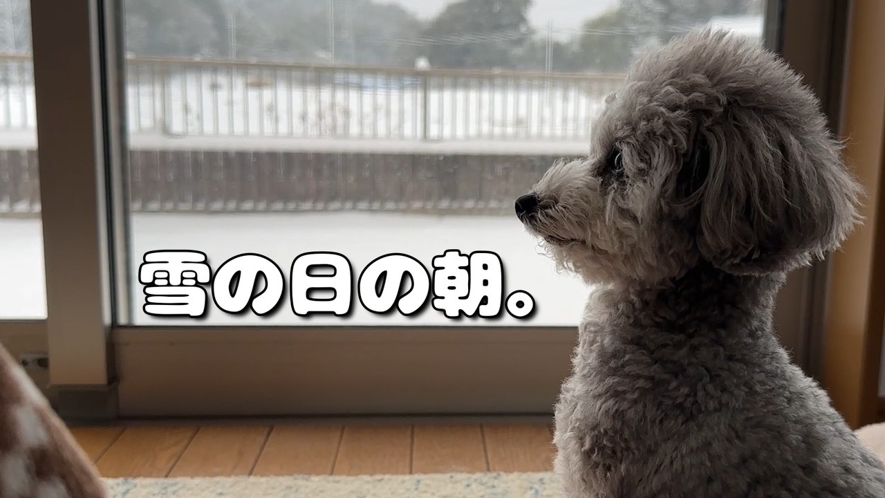 【モーニングルーティン】ストーブから離れないと決めた日の朝。