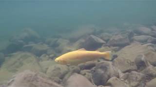 Chasing WV Gold Trout during the state's Gold Rush Stocking