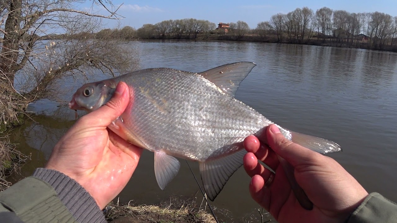 Рыбалка на леща видео - полезные советы и рекомендации для начинающих рыболовов