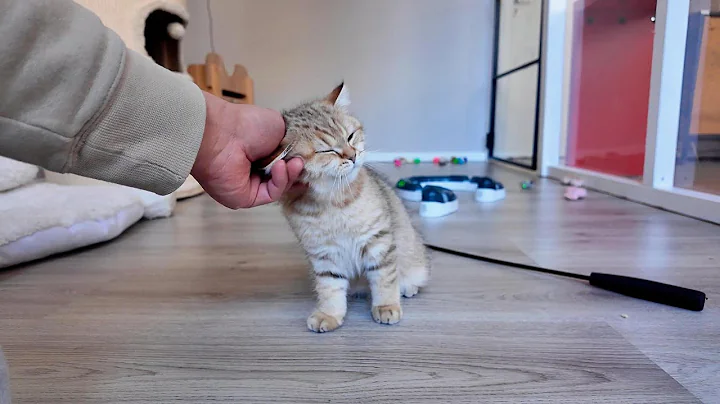 Watch the video about Cuddly & Playful! 🥰 Our Sweet British Shorthair Kitten!