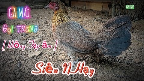 Tiếng gà rừng mái gọi trống NHANH NHẤT 2025 || Poj qaib seev zoo dib tuaj ceev tiag tiag ✓✓