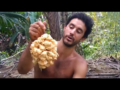 Vídeo: Fruita Del Pa - Artocarpus Altilis