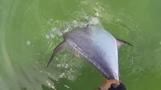 Landing a MONSTER Permit on the Islamorada Flats! Profile