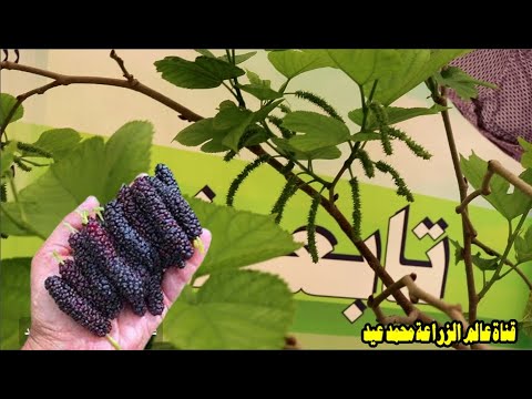 فيديو: هل يمكنك زراعة التوت البري في وعاء: تعرف على نباتات التوت البري المزروعة في الحاوية