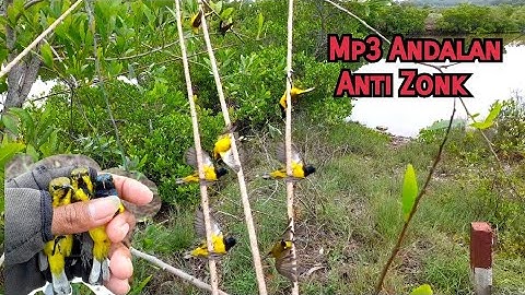Mikat Sogon Menggunakan MP3 Ini Dijamin Poin Melimpah||Anti Zonk