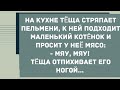 Теща, зять и котенок. Анекдот дня! Юмор! Смех! Позитив!