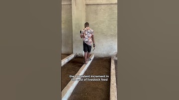 Large-scale production for maggots as an  alternative animal feed is a better solution