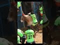      mangalampatti sevalai short skjallikaattu