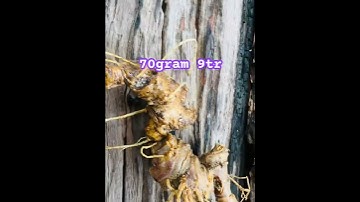 Củ sâm rừng #sâm_ngọc_linh #sâm_ngọc_linh_rừng #sâm_lai_châu_rừng