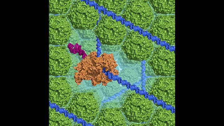 BPPB Virtual Seminar, Anne Meyer, Crystallized DNA...