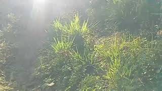 Paca pula no arrastão e corre na minha frente!