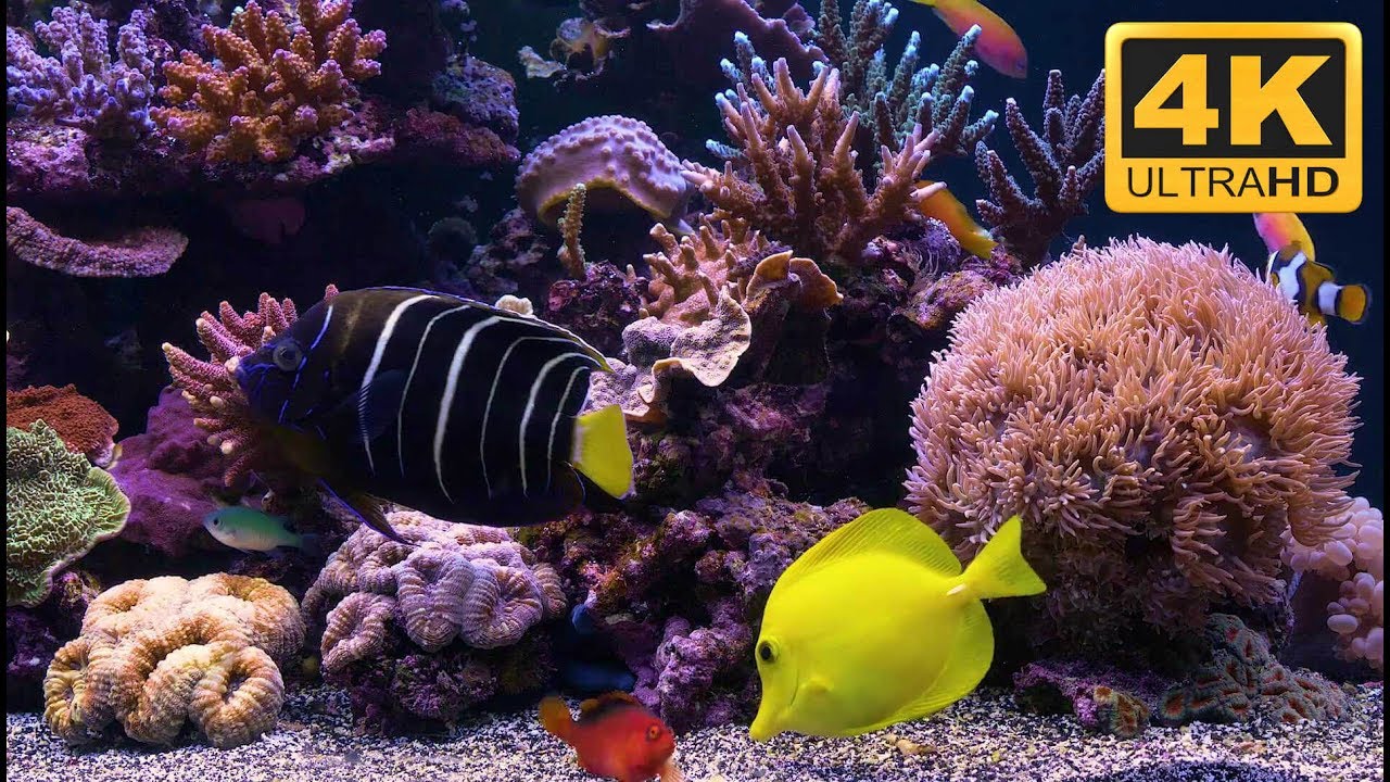 the best aquarium screensaver