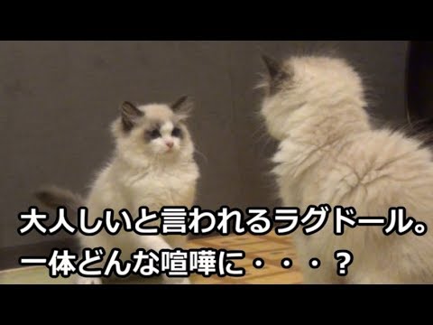ラグドールの子猫の兄妹喧嘩が可愛すぎる。