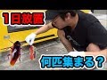 何匹集まる?大阪難波にゴキブリホイホイを1日放置した結果...【閲覧注意】