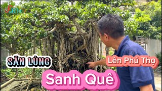 Về Phú Thọ xem cây Sanh Quê dáng Làng của anh Hoàn 0356012889 chinh phục nhiều năm tự tay làm đá