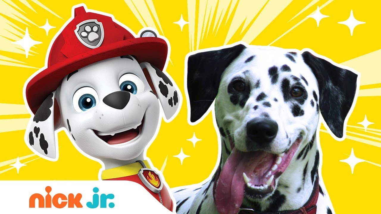 ⁣What Kind of Dogs & Birds Are The PAW Patrol & Top Wing Characters? | Nick Jr.