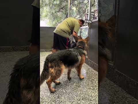 The Right Way To Feed Dogs If You Have More Than 1 dog in your home. #petlover